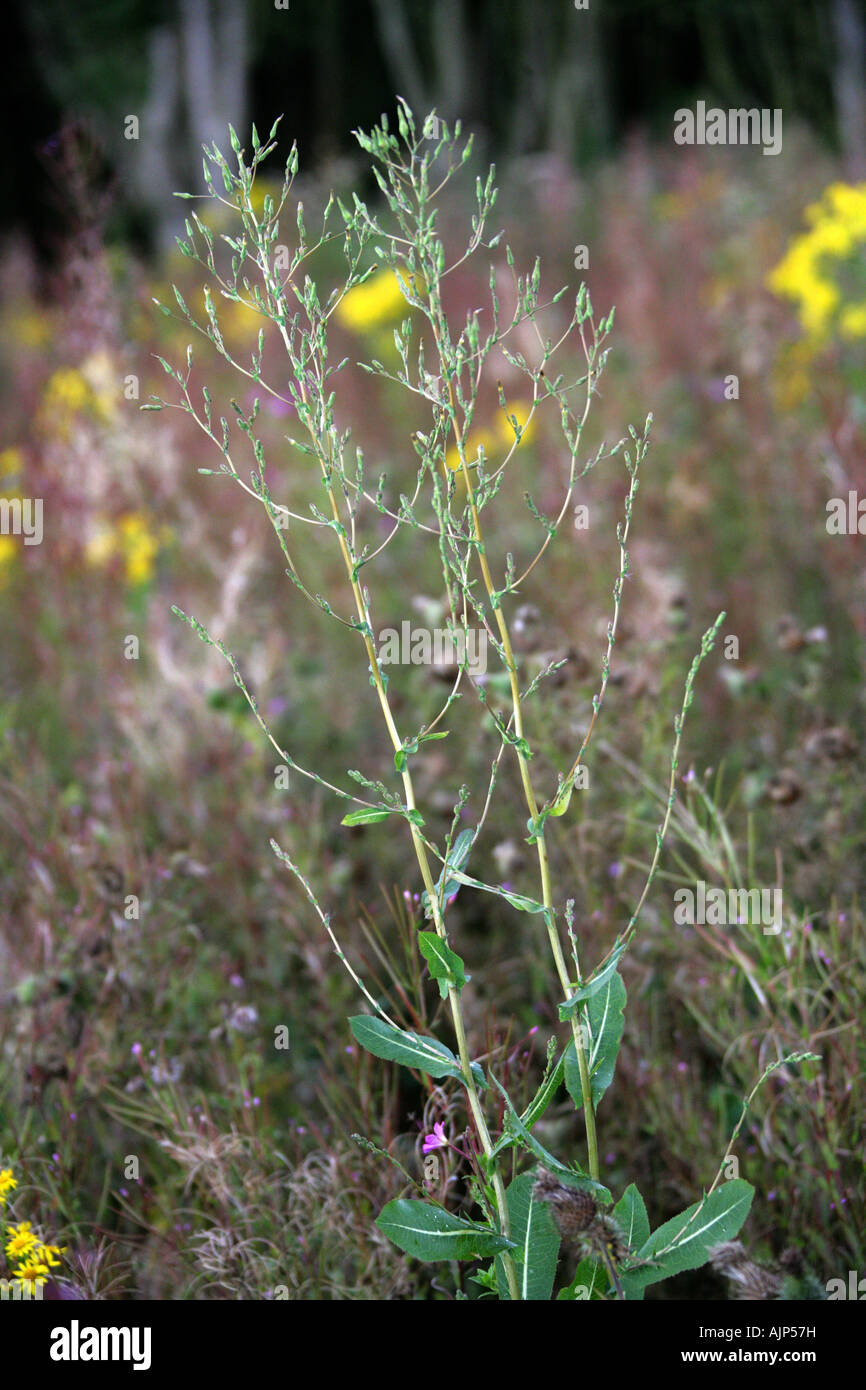 Laitue, Lactuca serriola, Asteraceae (Compositae) Banque D'Images