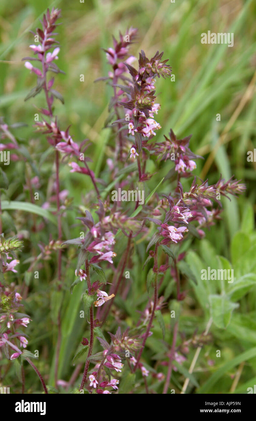 Bartsia rouge, Odontites vernus verna, Figwort, Scrophulariaceae Banque D'Images