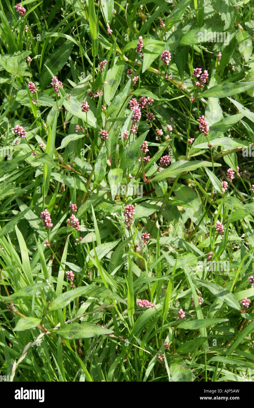 Polygonaceae Persicaria maculosa chevalier arlequin Banque D'Images