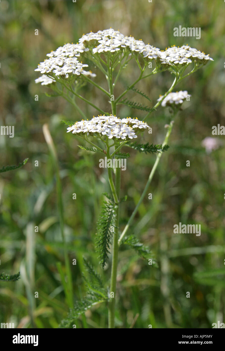 Achillée millefeuille, Achillea millefolium, Asteraceae Banque D'Images