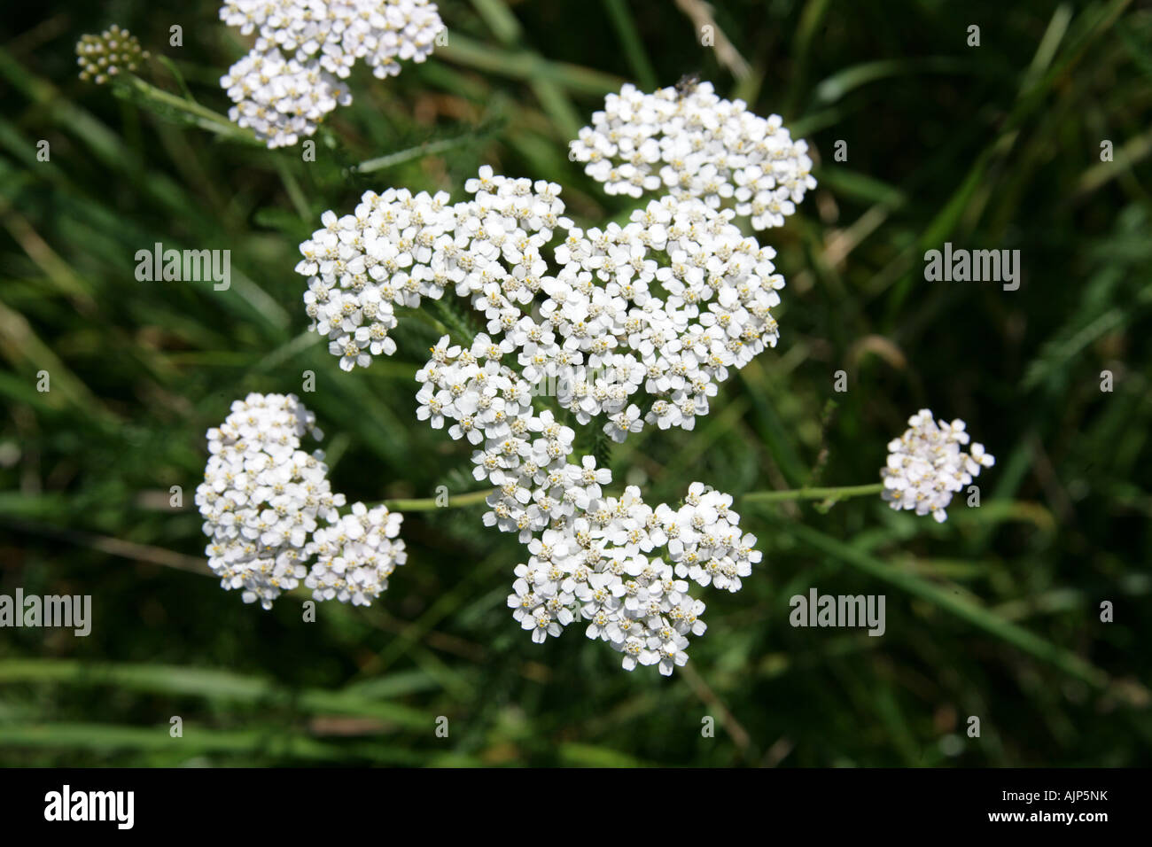 Achillée millefeuille, Achillea millefolium, de la famille des Astéracées. Banque D'Images