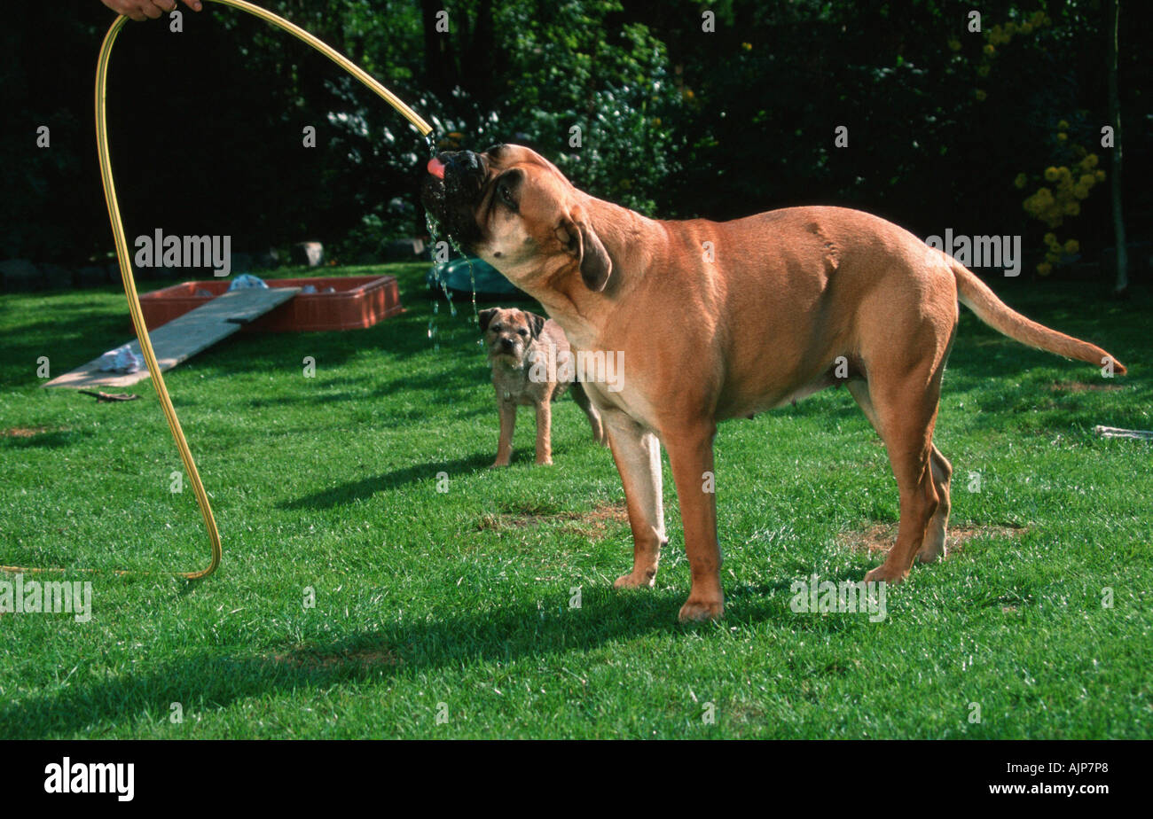 Bullmastiff boire à jet d'eau Banque D'Images