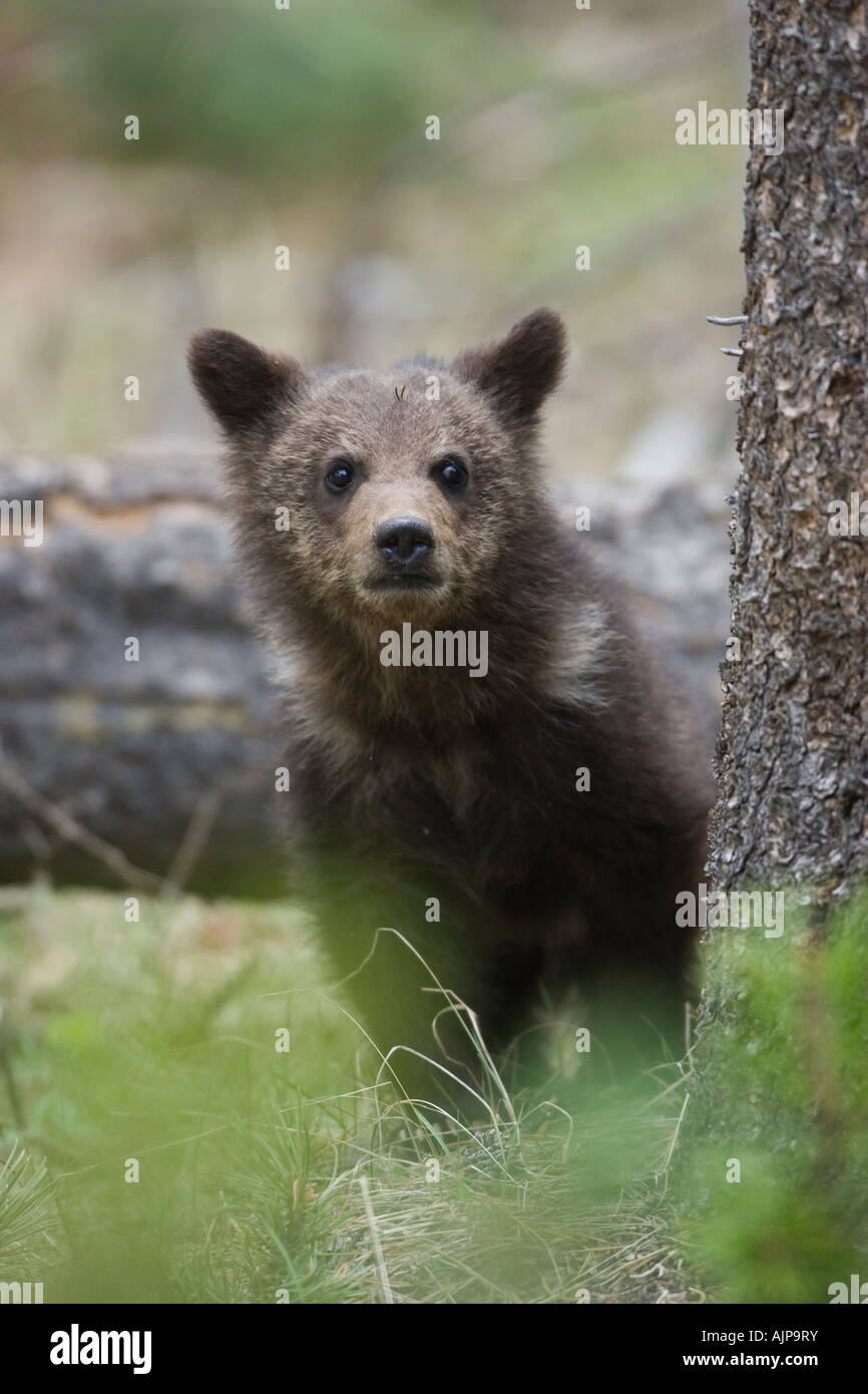 Grizzly Bear cub dans le Parc National de Yellowstone, Wyoming Banque D'Images