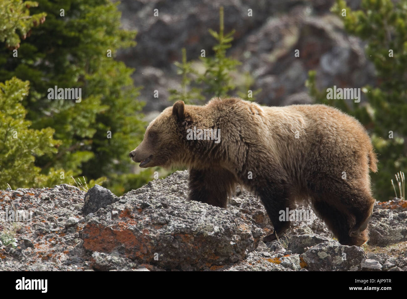 Le grizzli, le parc national de Yellowstone au Wyoming Banque D'Images