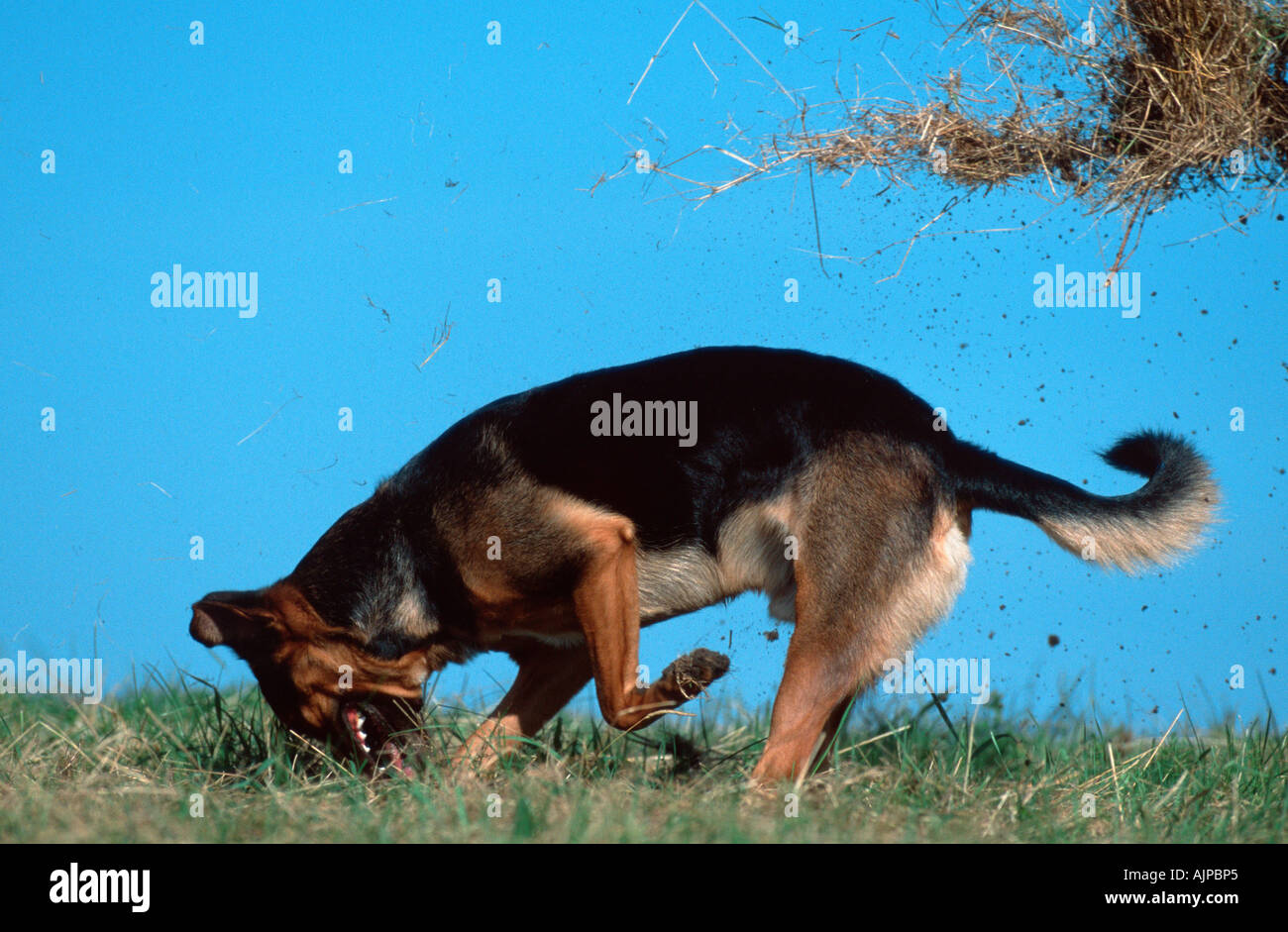 Mixed Breed Dog digging side Banque D'Images