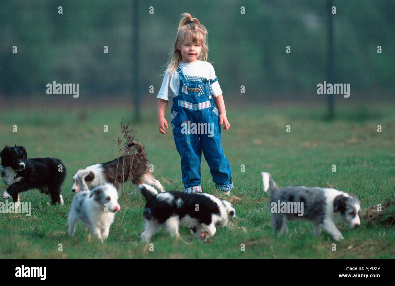 Fille jouant avec race mélangée chiens chiots 8 semaines Banque D'Images