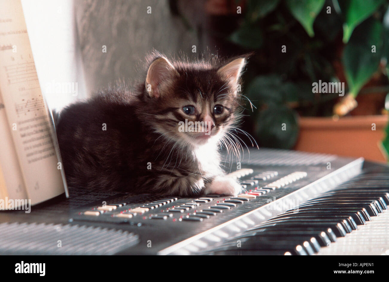 Chat norvégien chaton 5 semaines sur clavier Banque D'Images