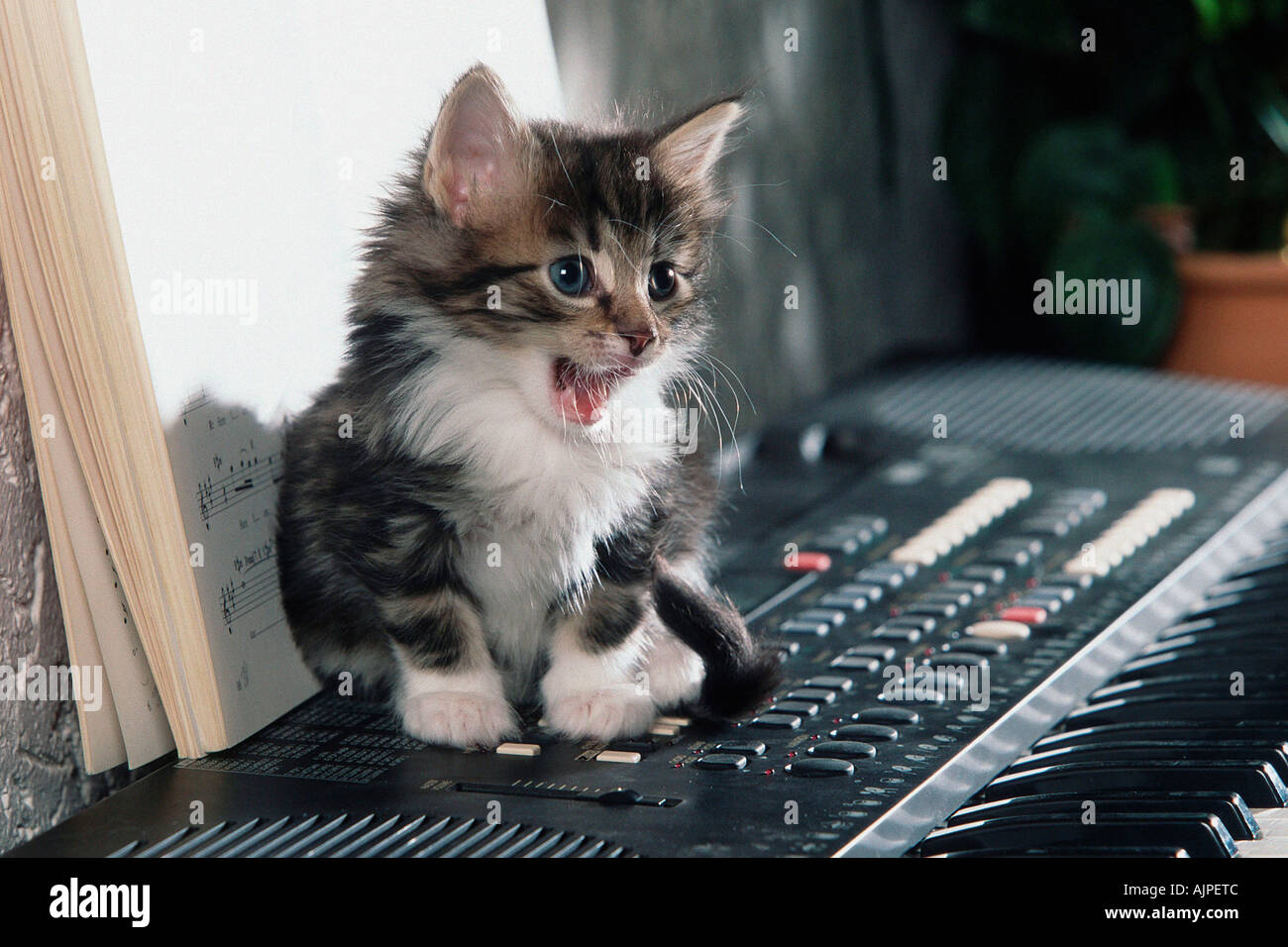 Chat norvégien chaton 5 semaines sur clavier Banque D'Images
