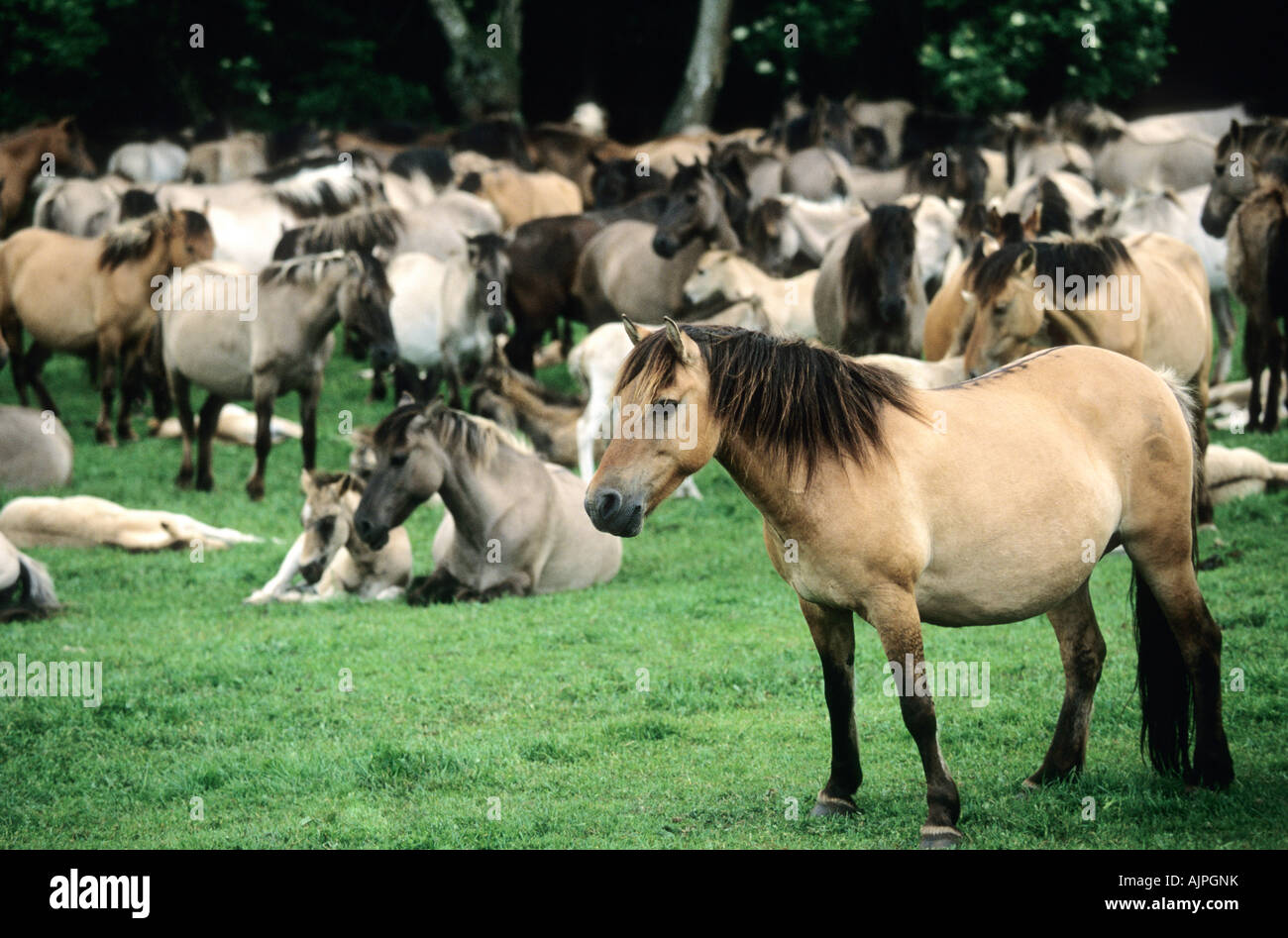 Groupe de chevaux sauvages dans Duelmen Banque D'Images