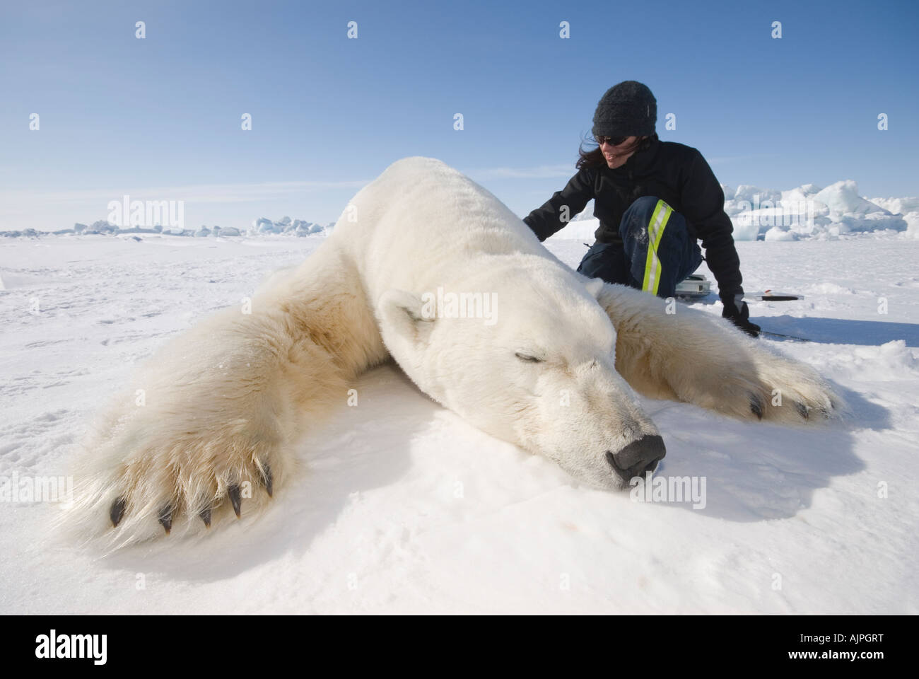 Karyn Rode se prépare à prendre les données d'un grand ours polaire mâle sur la banquise de la mer de Beaufort, en Alaska. Banque D'Images