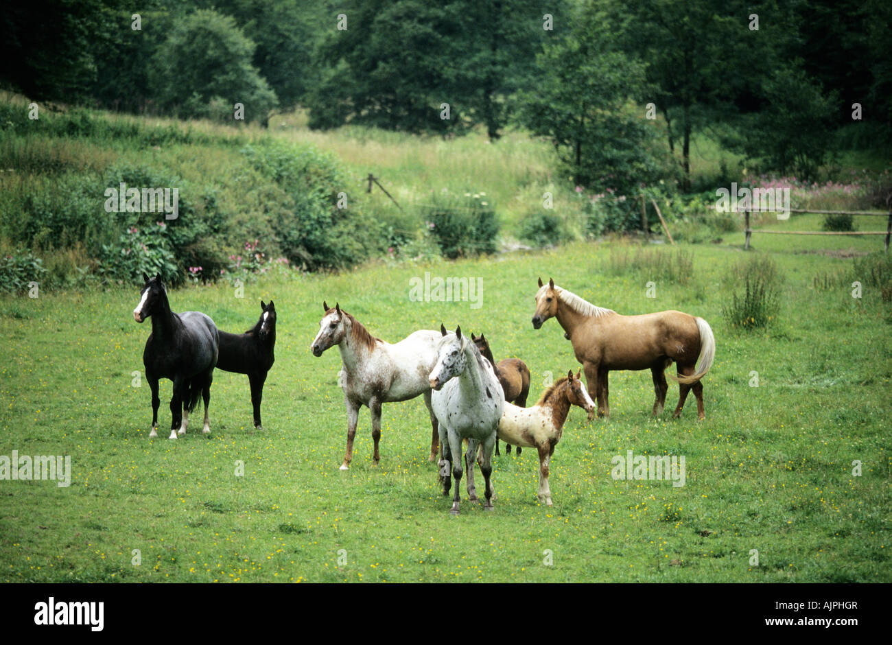 Cheval appaloosa Banque de photographies et d’images à haute résolution
