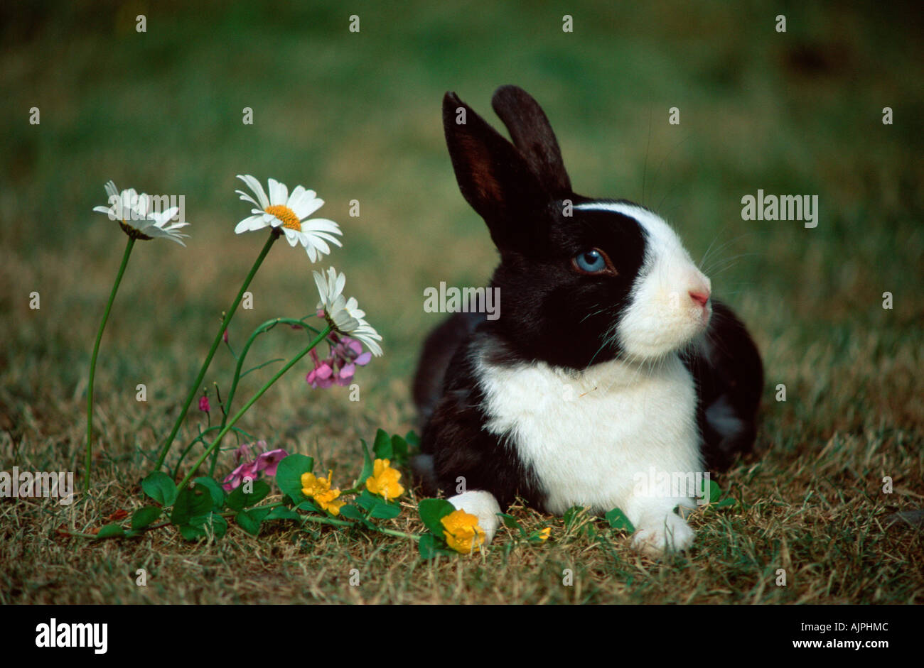 Lapin nain Banque D'Images