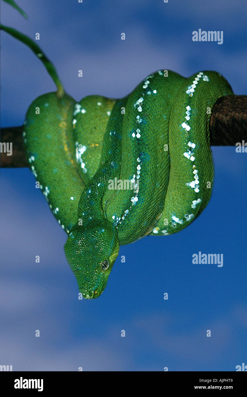 Arbre vert Chondropython viridis Python Banque D'Images