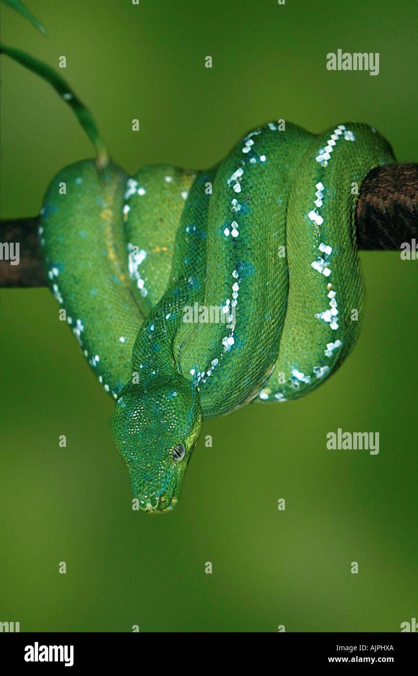 Arbre vert Chondropython viridis Python Banque D'Images