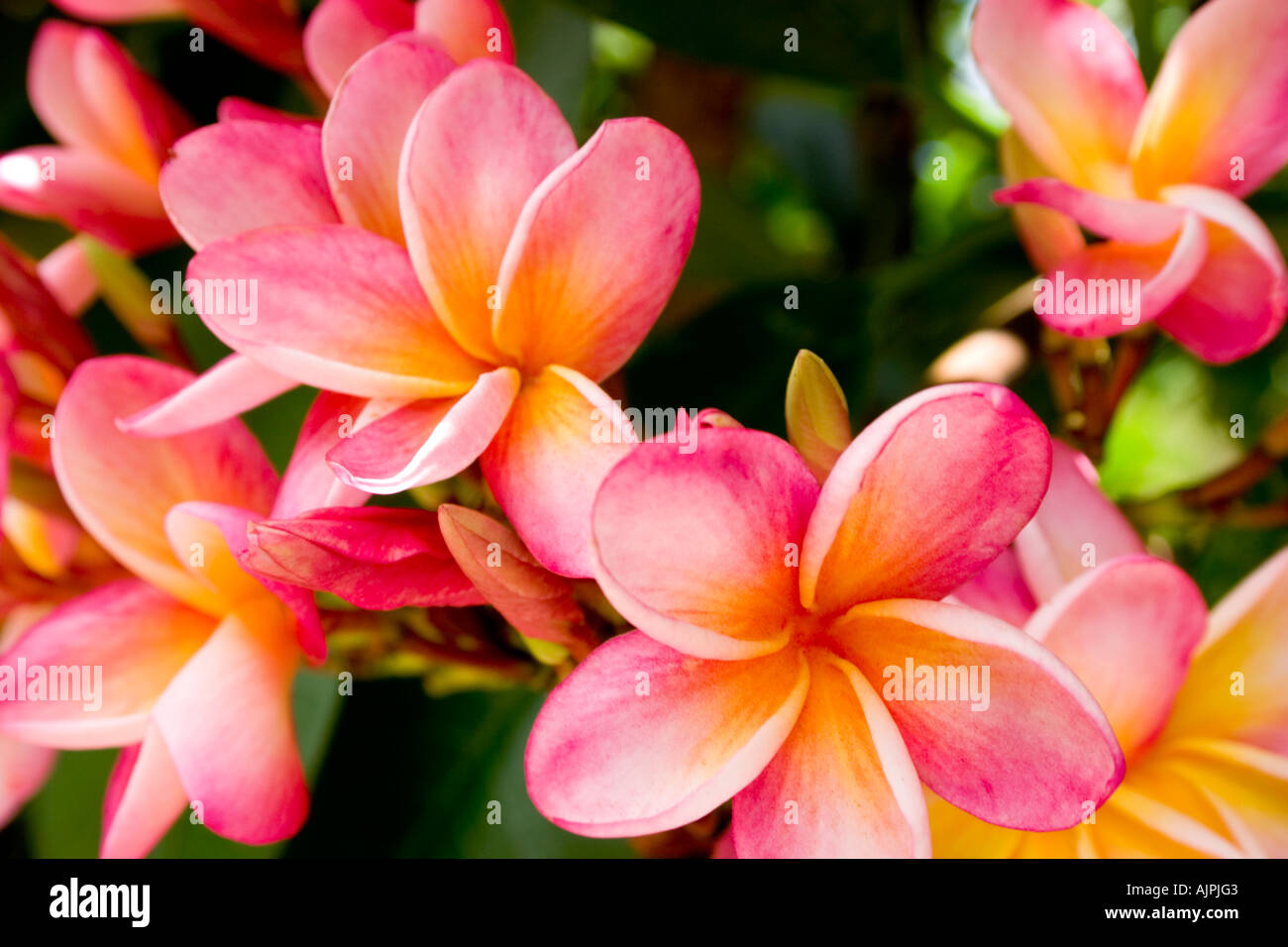 Rose et orange fleurs plumeria. Banque D'Images