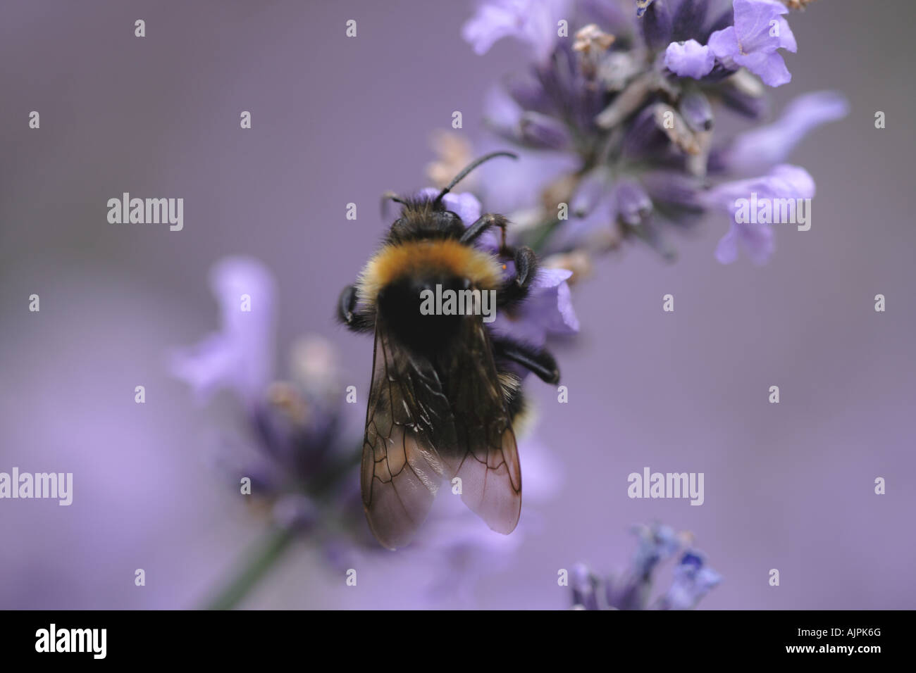 Bumblebee: Un bumblebee de jardin commun (Bombus hortorum) occupé dans la lavande. Banque D'Images Bumblebee: Un bumblebee de jardin commun (Bombus hortorum) occupé dans la lavande. Banque D'Images