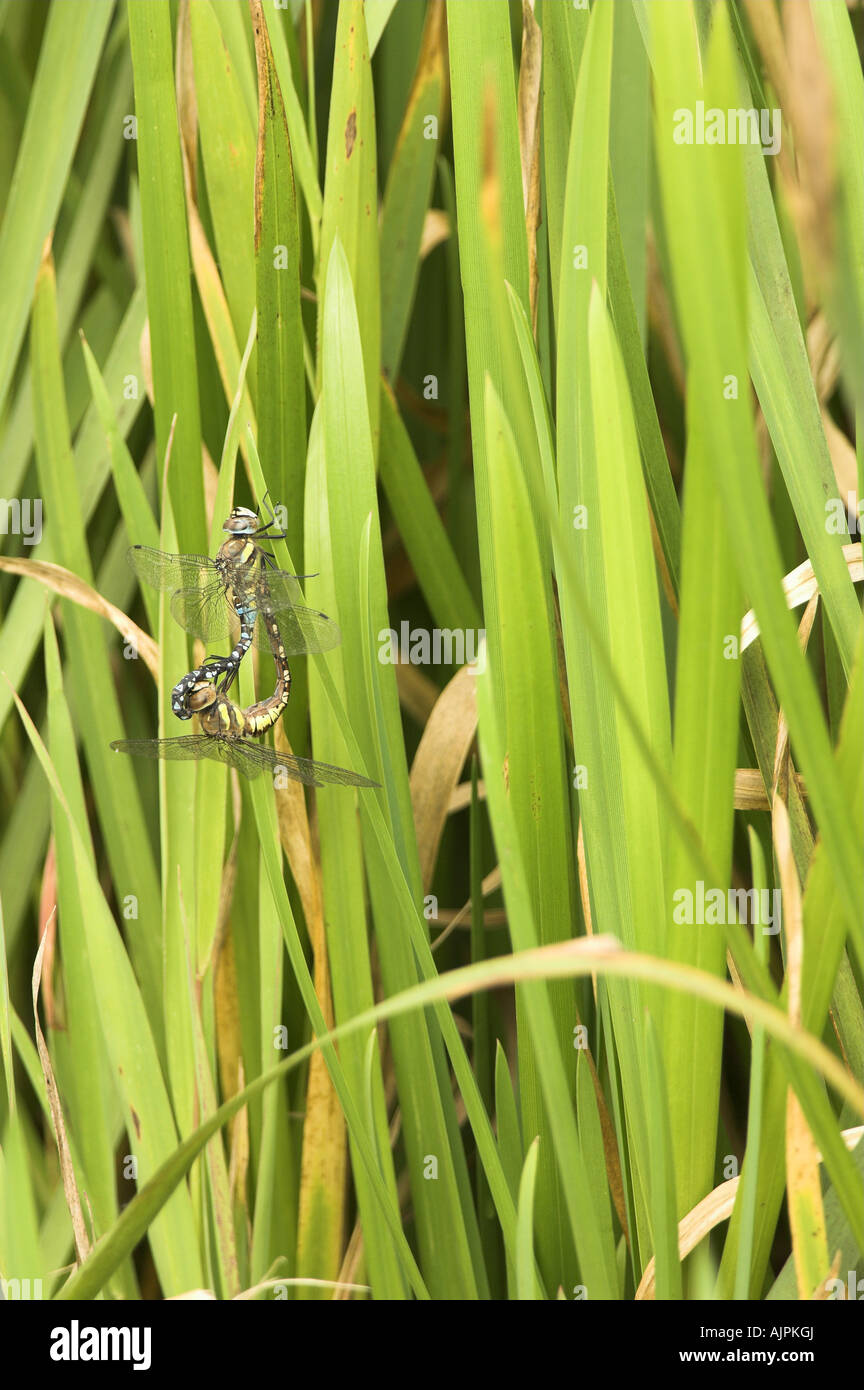 Migrants aeshna mixta libellules colporteurs mâle et femelle par l'accouplement de la végétation au bord de la Norfolk Angleterre Octobre Banque D'Images