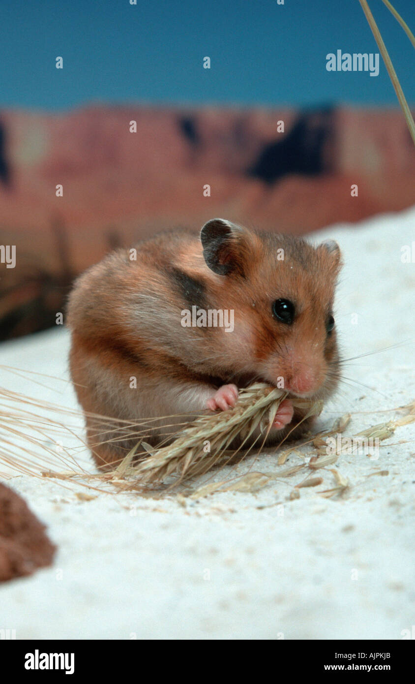 Les céréales de l'alimentation du hamster doré Mesocricetus auratus Banque D'Images