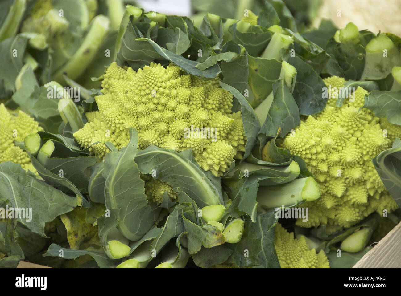 Romanescu Cauilflowers sur la vente hors magasin vert Novembre Norfolk Banque D'Images