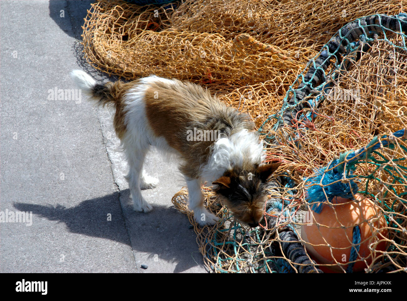 Petit chien renifle autour des filets de pêche Banque D'Images