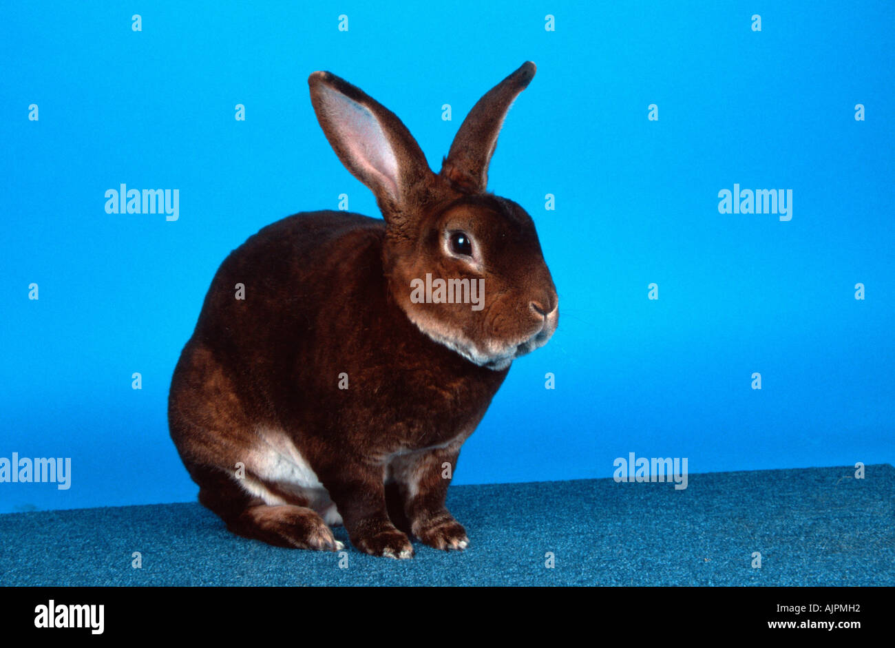 Lapin Rex Castor Banque D'Images
