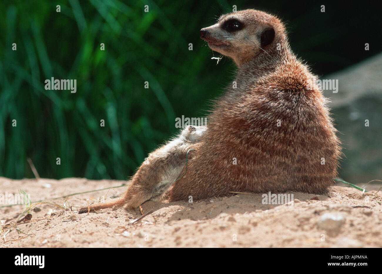 Les jeunes infirmières les suricates Suricata suricatta Banque D'Images