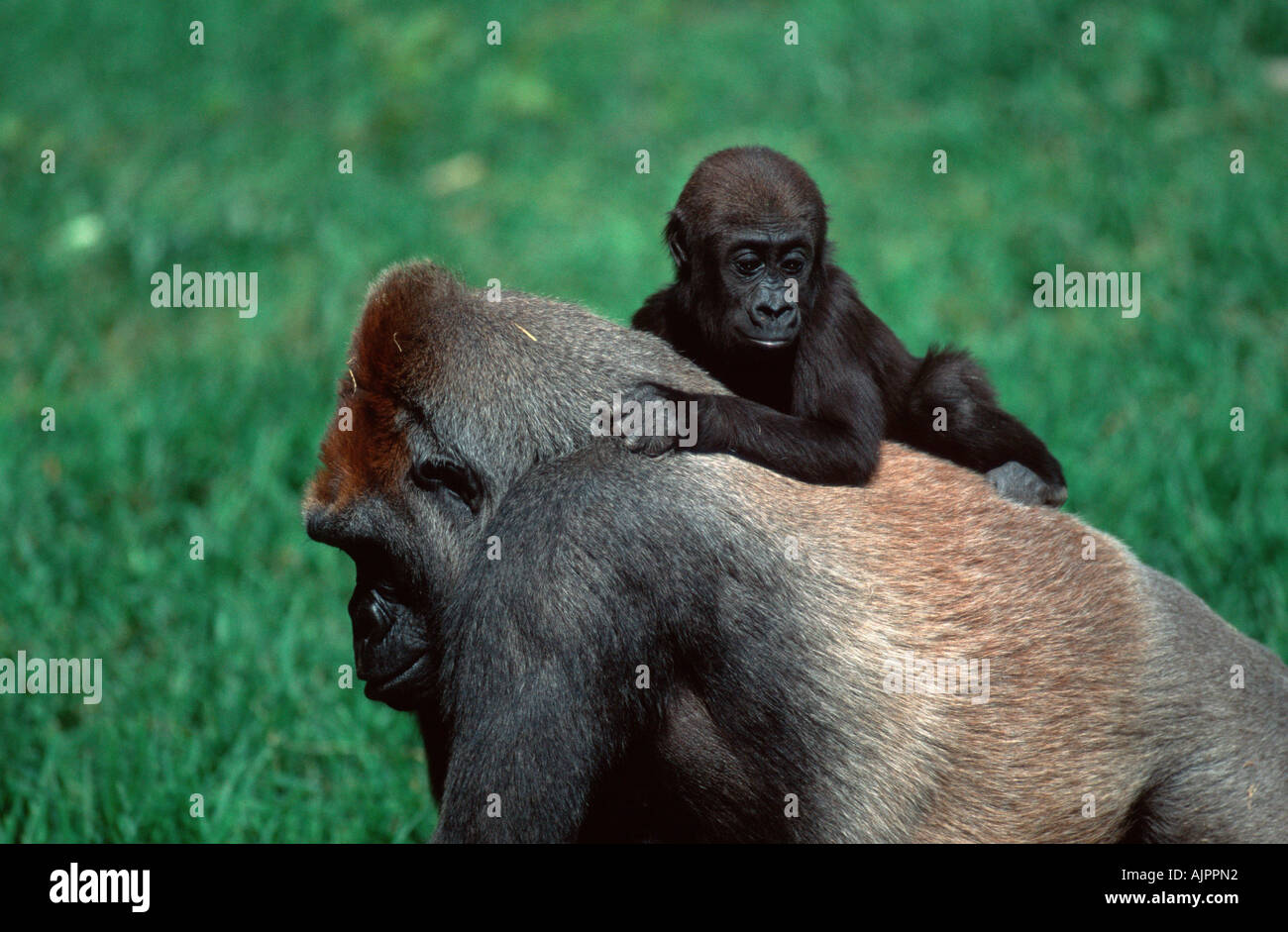 Les Gorilles de l'ouest avec les jeunes femelles Gorilla gorilla gorilla Banque D'Images