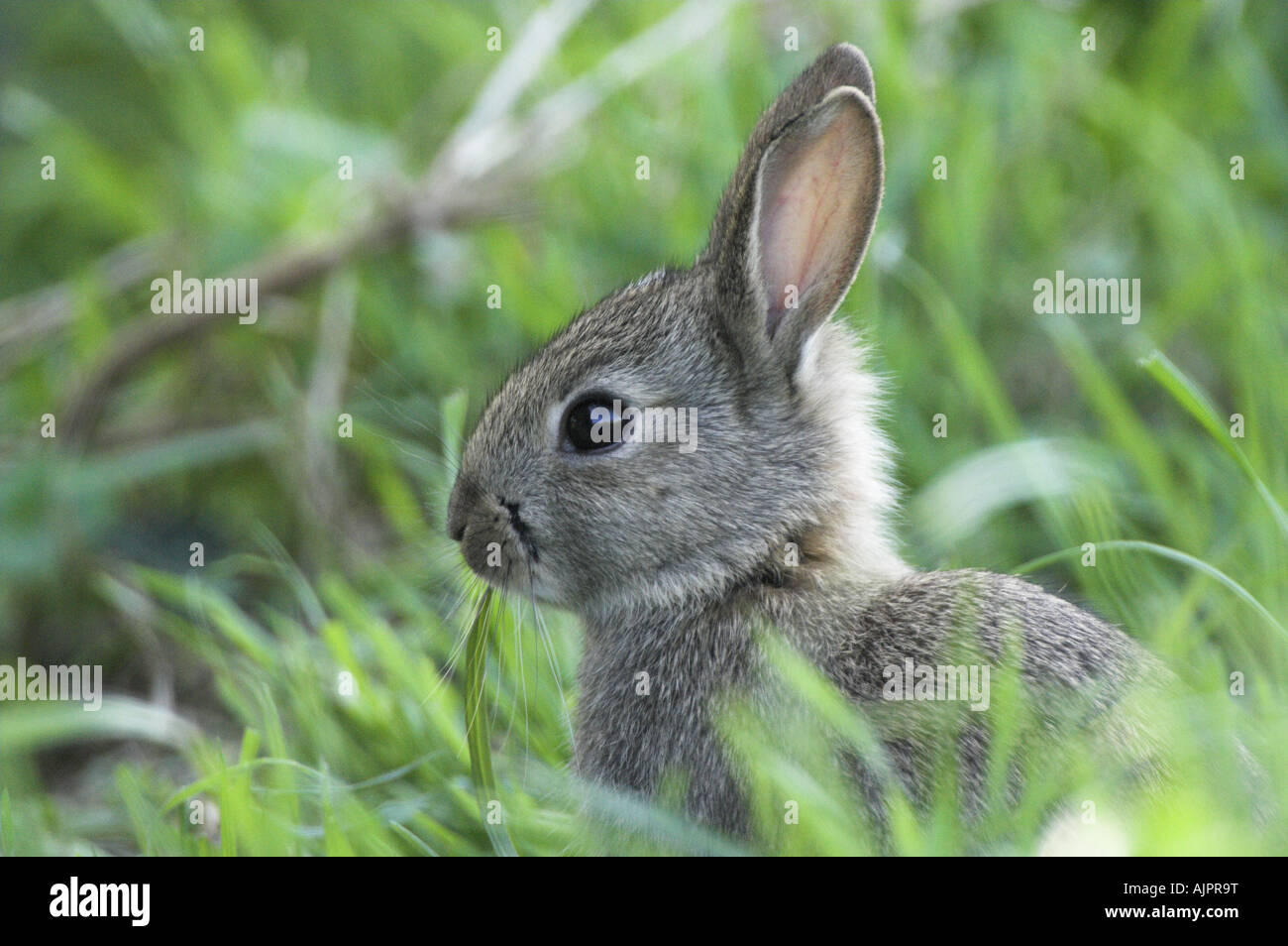 Jeune lapin mange de l'herbe sur les prairies Norfolk Angleterre Banque D'Images