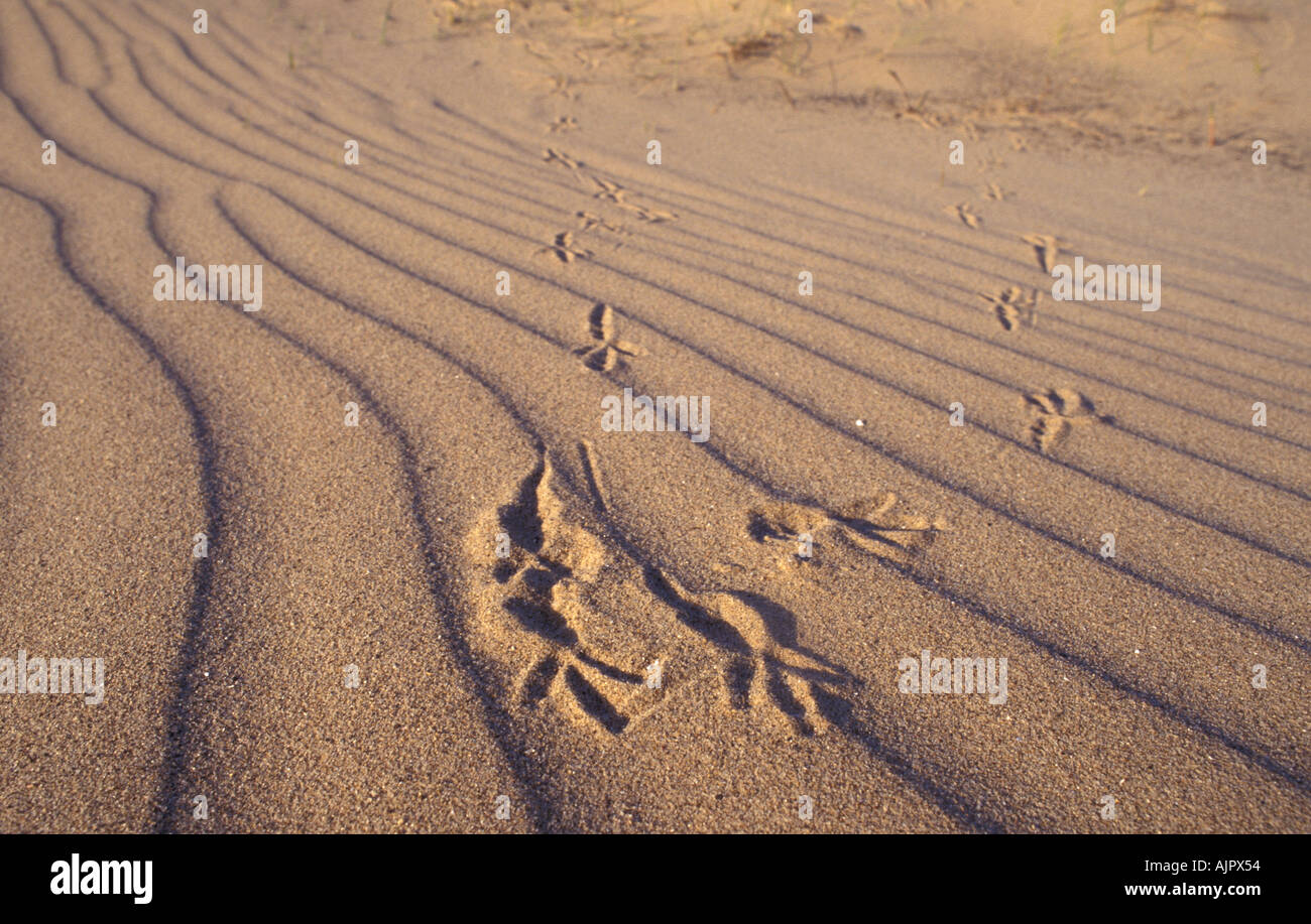 Les empreintes d'oiseaux dans le sable à Saltfleetby Theddlethorpe et réserve naturelle nationale Lincolnshire Banque D'Images