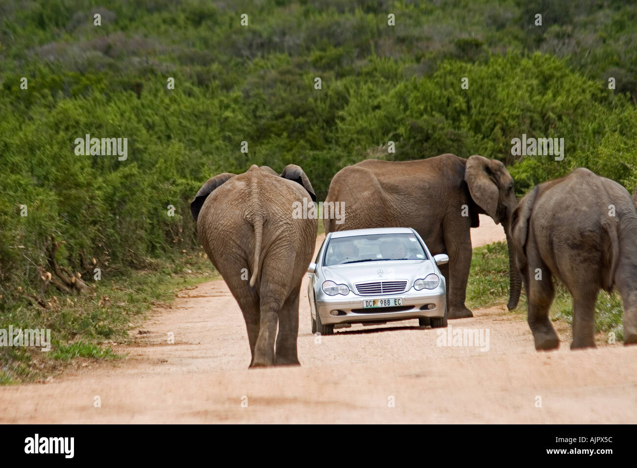 Afrique du Sud Parc national des éléphants d'Addo Elephant herd sur voiture de tourisme de rue Banque D'Images