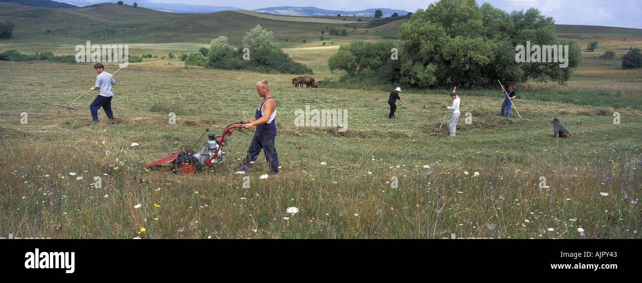 La fenaison sur Szekelyderz Dariju terre près de Transylvanie Roumanie Banque D'Images