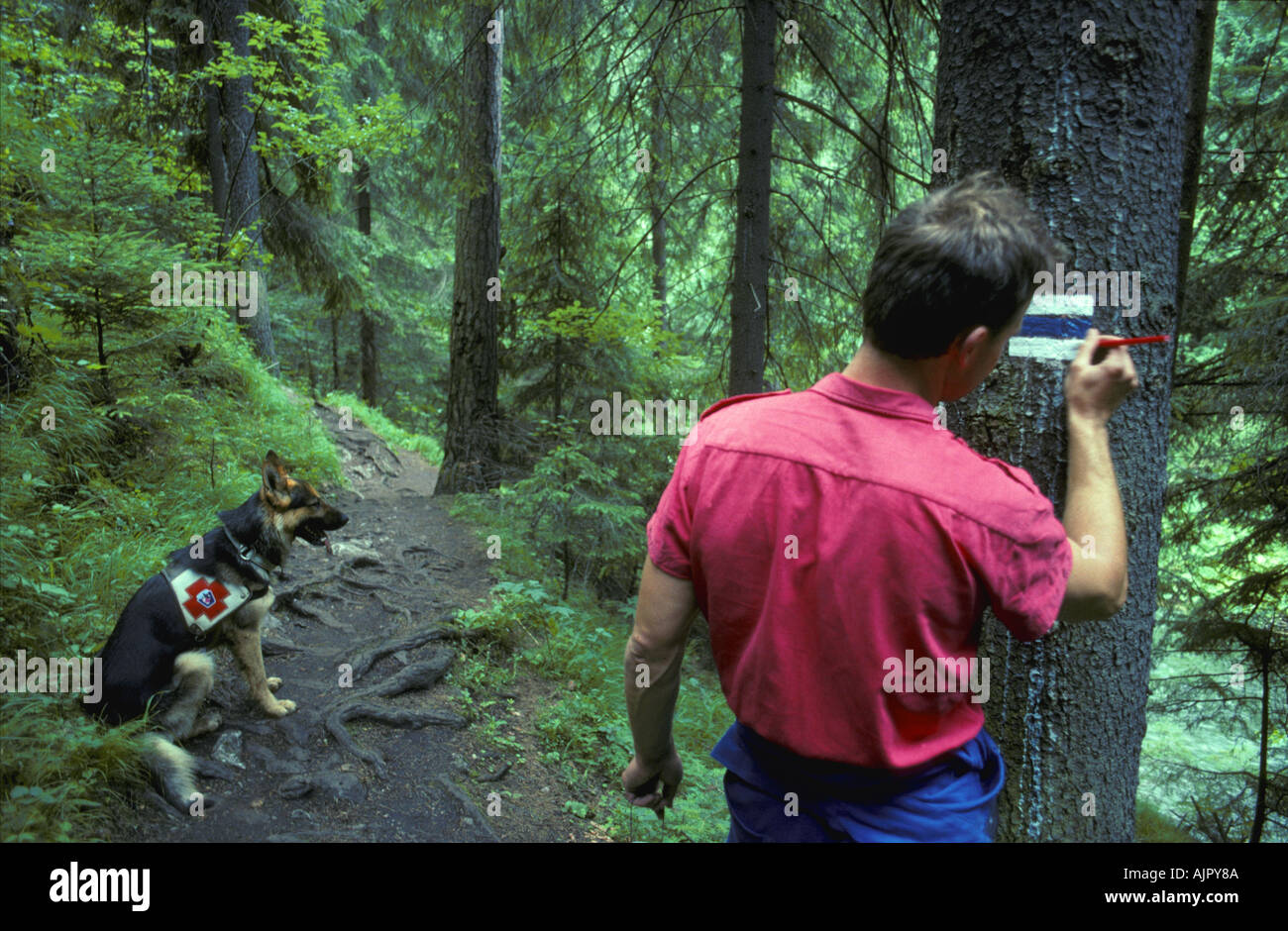 Travailleur de sauvetage en montagne sentier peinture marqueur dans Slovensky raj park national de Slovaquie Banque D'Images