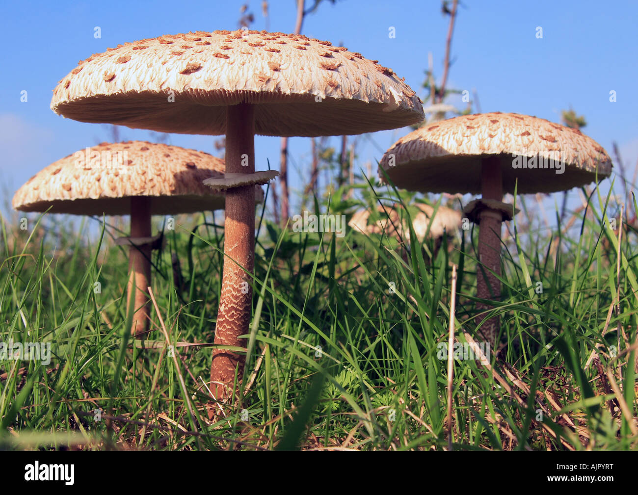 Gros champignons poussent dans le marais cultivés sur de Swale. Banque D'Images