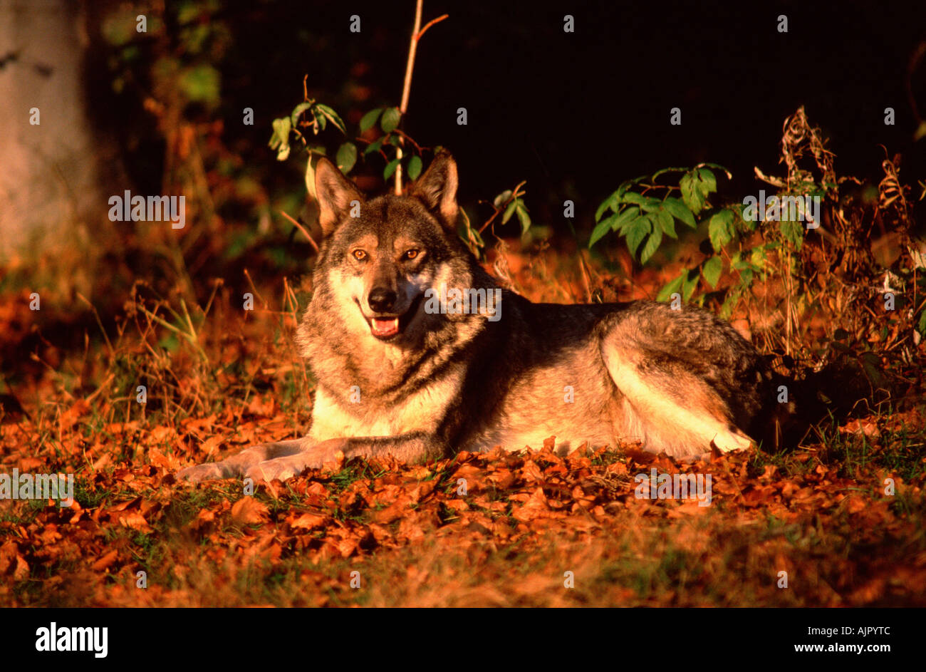 Loup canis lupus couché Banque de photographies et d’images à haute