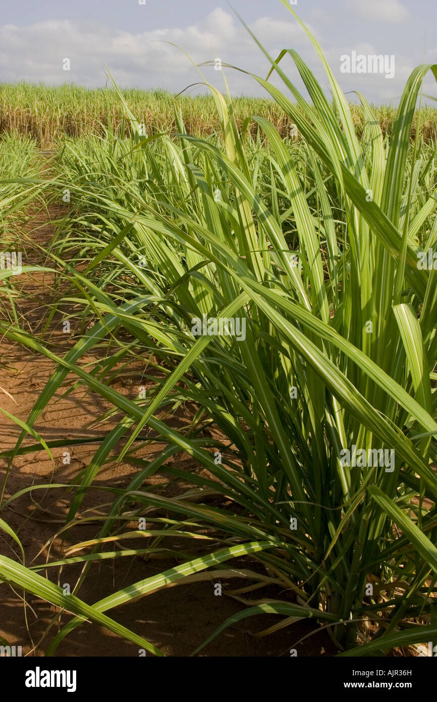 Plantation de canne à sucre à l'Etat de Sao Paulo au Brésil Banque D'Images