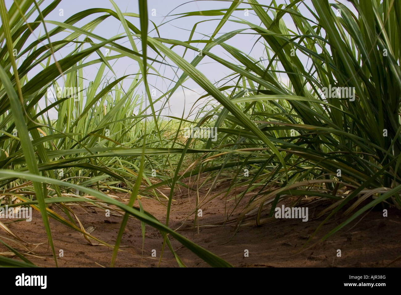 Plantation de canne à sucre à l'Etat de Sao Paulo au Brésil Banque D'Images