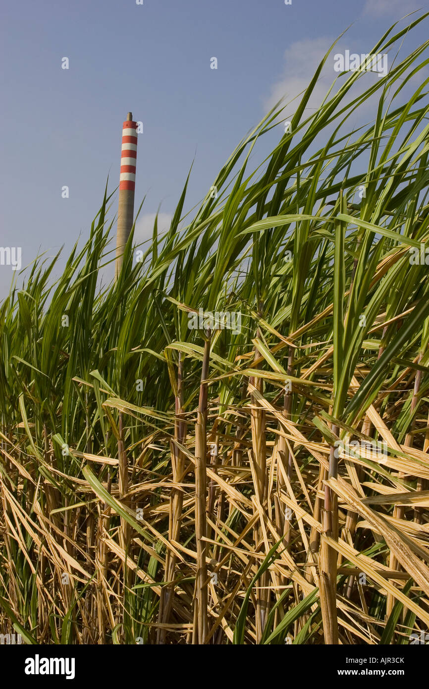 Plantation de canne à sucre à l'Etat de Sao Paulo au Brésil Banque D'Images