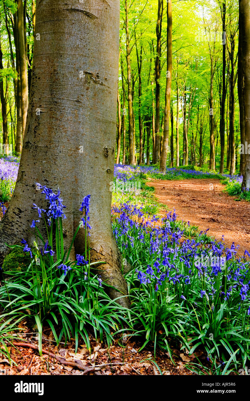 Bluebells au printemps dans l'ouest de la forêt près de Marlborough, Wiltshire, England, UK Banque D'Images
