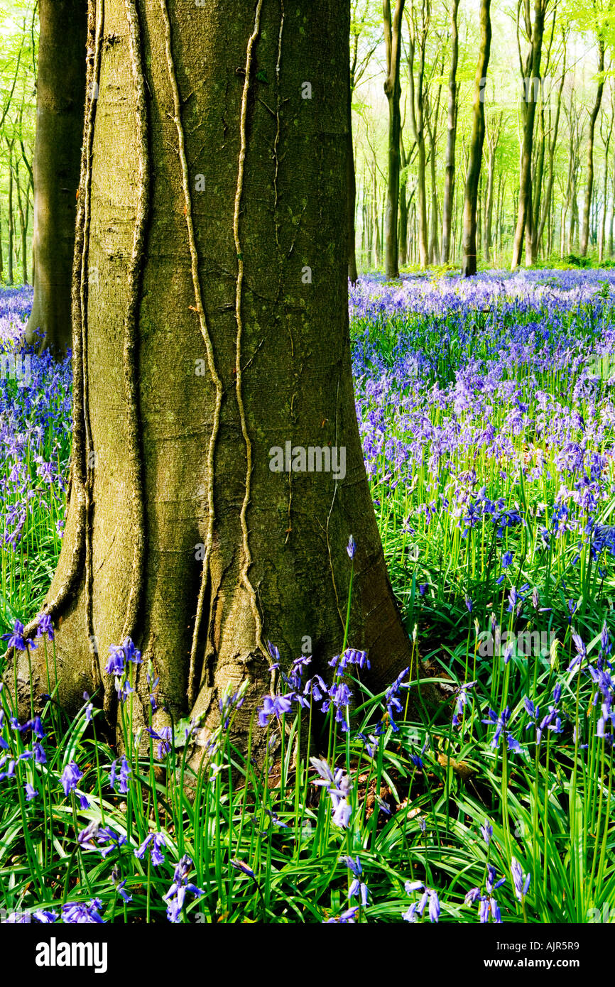 Bluebells, Hyacinthoides non-scripta, au printemps dans l'ouest de la forêt près de Marlborough, Wiltshire, England, UK Banque D'Images