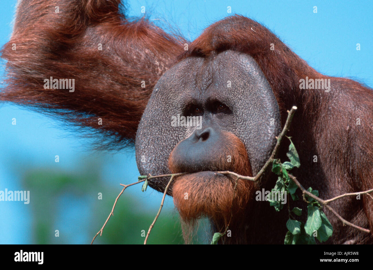 Orang-outan de Sumatra Pongo pygmaeus abelii mâle Banque D'Images