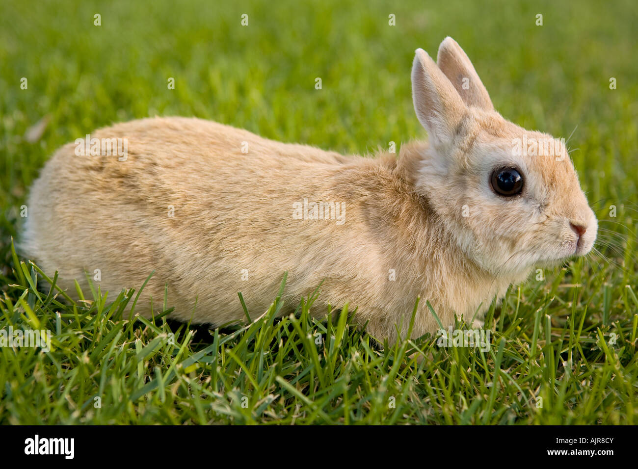 Couleur Beige lapin Nain Néerlandais dans l'herbe verte Banque D'Images