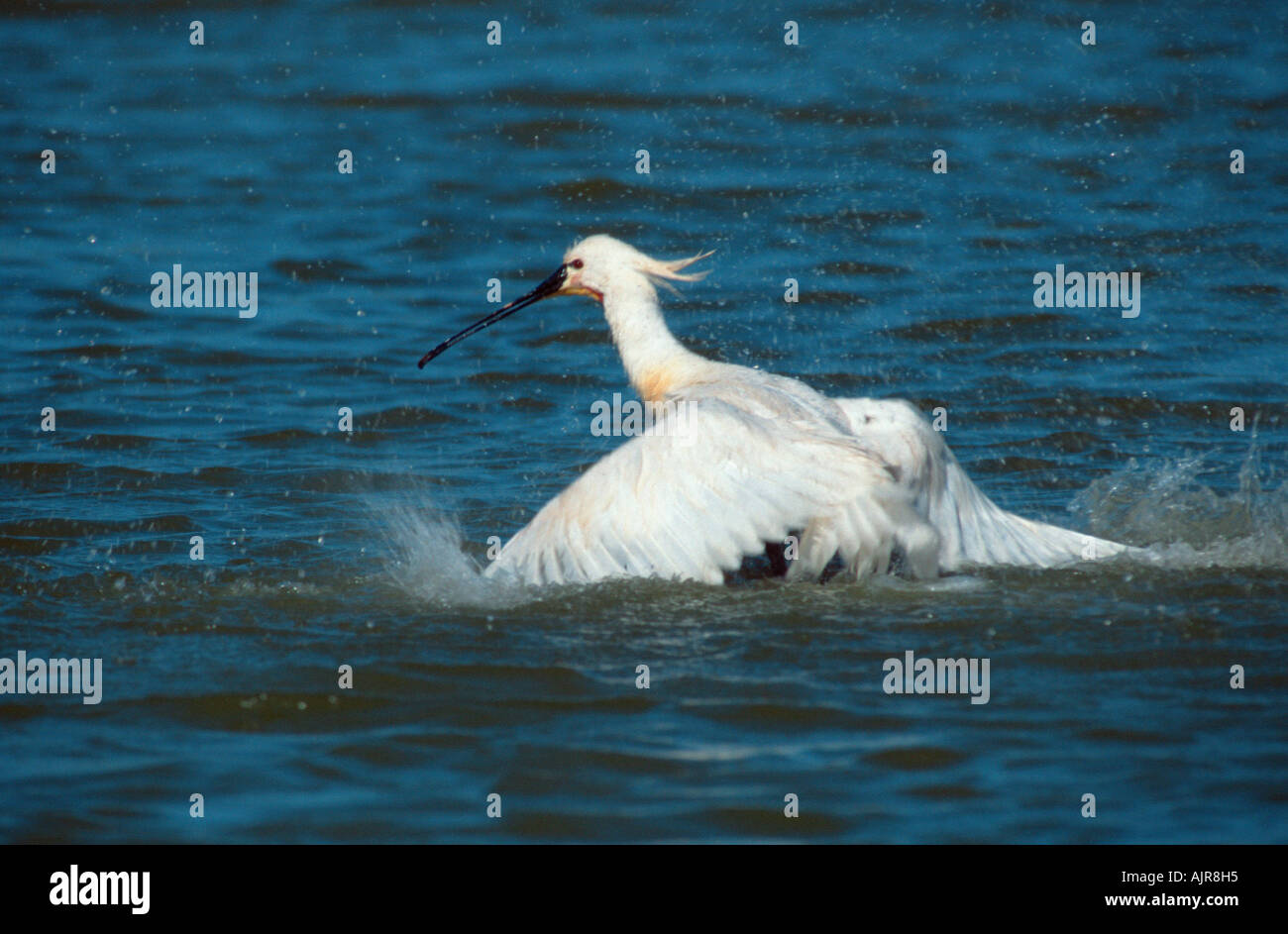 Spoonbill Texel Pays-bas Plataleo leucorodia Banque D'Images