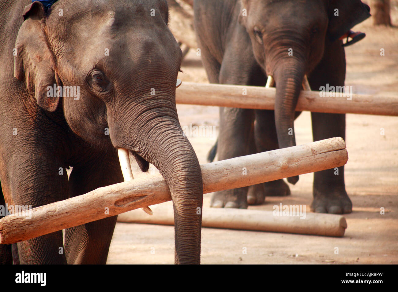 Effectuer les éléphants à la Thai Elephant Conservation Centre Banque D'Images