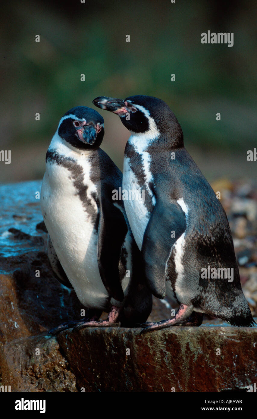 Pingouins Spheniscus humboldti Humboldt s Banque D'Images