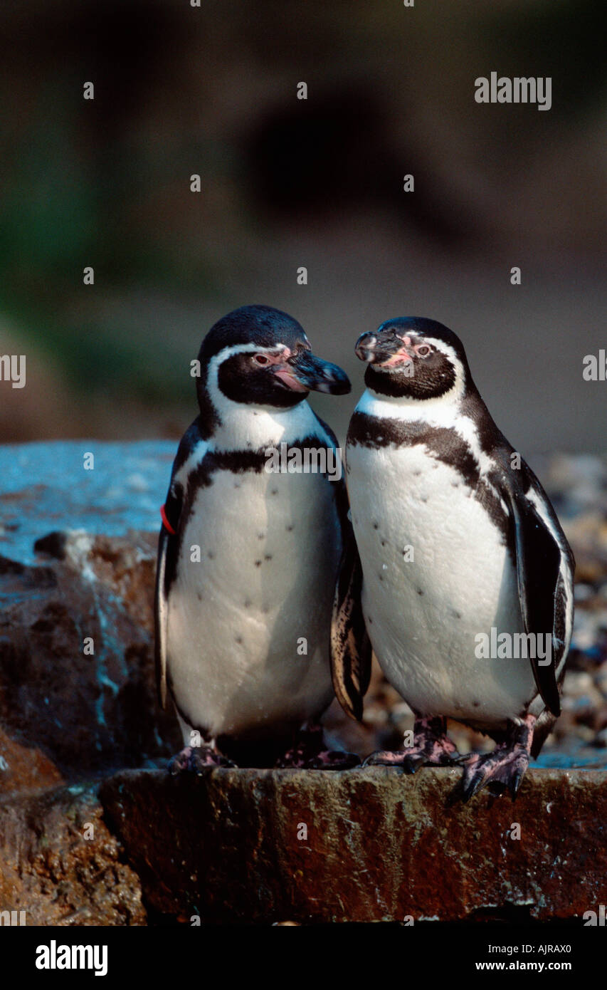 Pingouins Spheniscus humboldti Humboldt s Banque D'Images