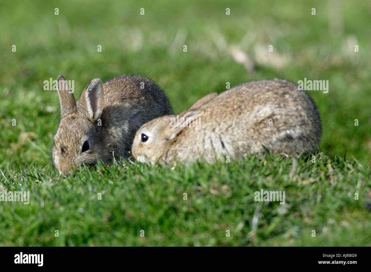 Lapin sauvage, Oryctolagus cuniculus, deux bébés animaux on meadow Banque D'Images