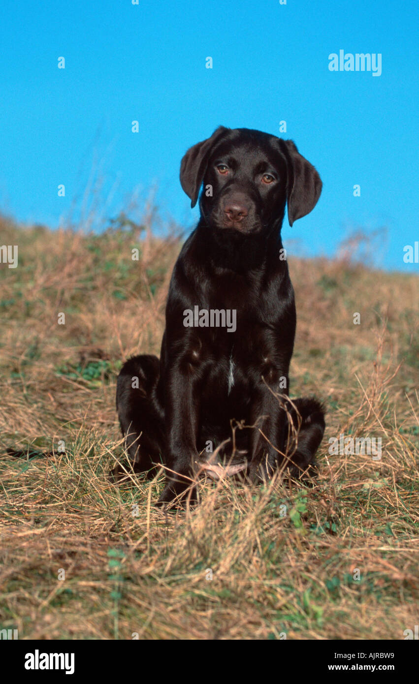 Chiot labrador chocolat de 4 mois Photo Stock - Alamy