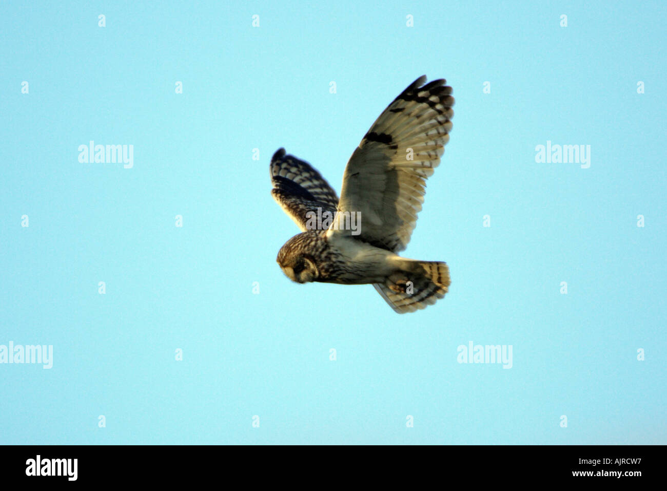 Hibou des marais Asio flammeus, en vol au dessus de la lande, Northumberland Royaume-uni Banque D'Images