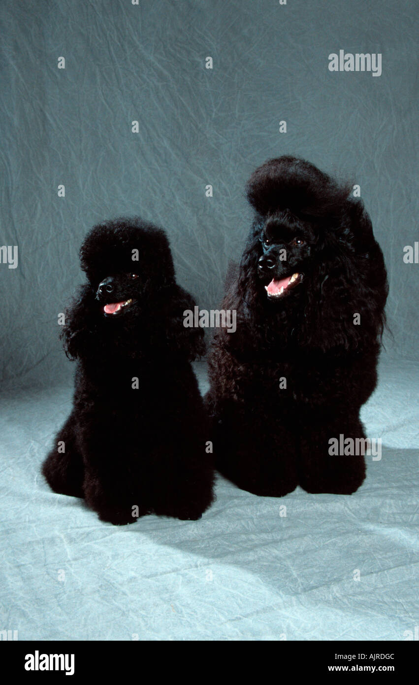 Caniche miniature et caniche Toy noir Banque D'Images