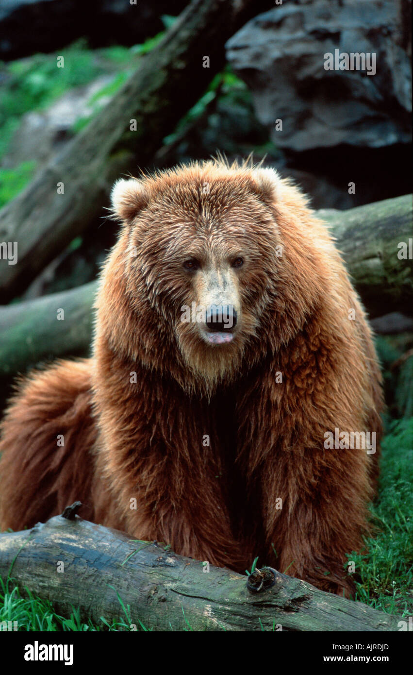 L'ours Kodiak (Ursus arctos middendorffi Banque D'Images